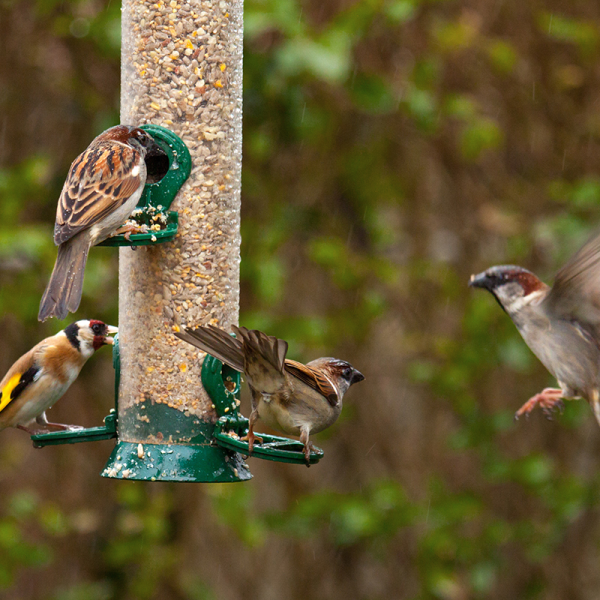  bird-feeder-bird-watching.jpg 