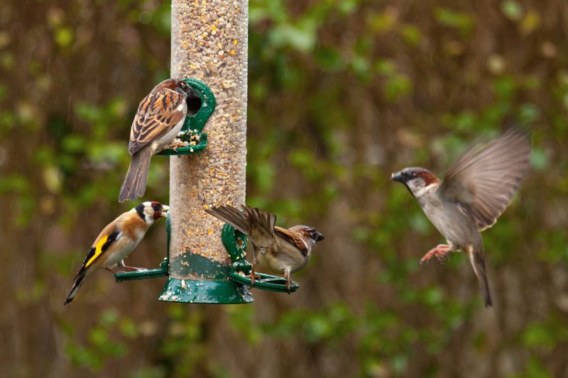 bird-feeder-bird-watching.jpg